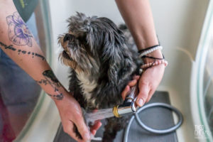 theo cheval 2019 – dolce canine bidart – 86