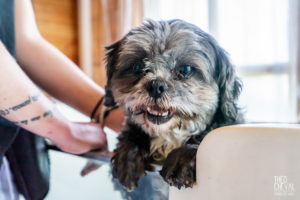 theo cheval 2019 – dolce canine bidart – 88