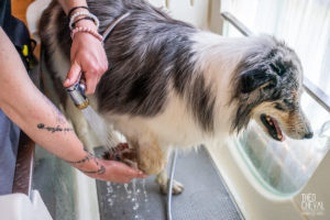 theo cheval 2019 – dolce canine bidart – 89