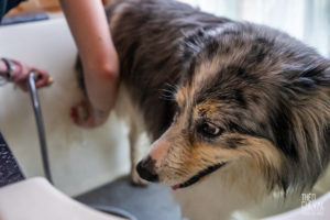 theo cheval 2019 – dolce canine bidart – 91