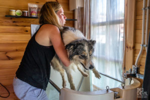 theo cheval 2019 – dolce canine bidart – 92