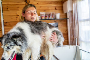 theo cheval 2019 – dolce canine bidart – 93