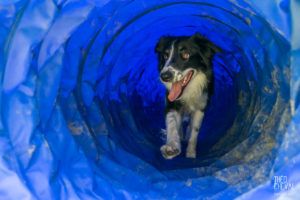 theo cheval 2019 – dolce canine bidart – 95