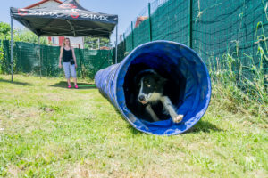 theo cheval 2019 – dolce canine bidart – 96