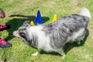 theo cheval 2019 – dolce canine bidart – 99