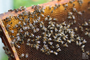 theo cheval 2019 – the eco attitude -09