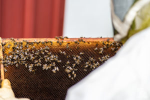 theo cheval 2019 – the eco attitude -10