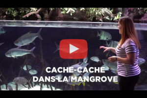 theo-cheval-video-2019-aquarium-biarritz-animation-mangrove