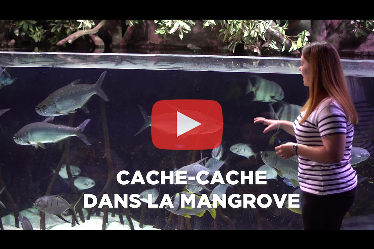 You are currently viewing Aquarium de Biarritz – Animation « Cache-cache dans la mangrove »