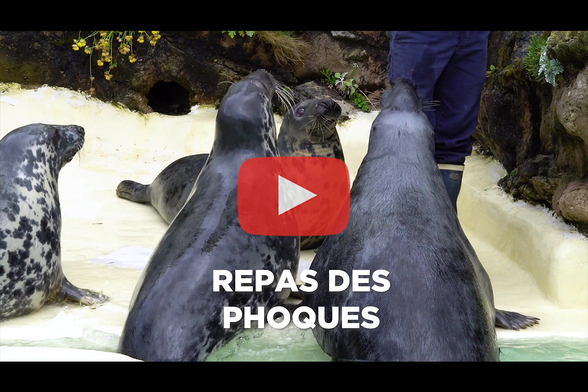 You are currently viewing Aquarium de Biarritz – Animation « Repas des phoques »