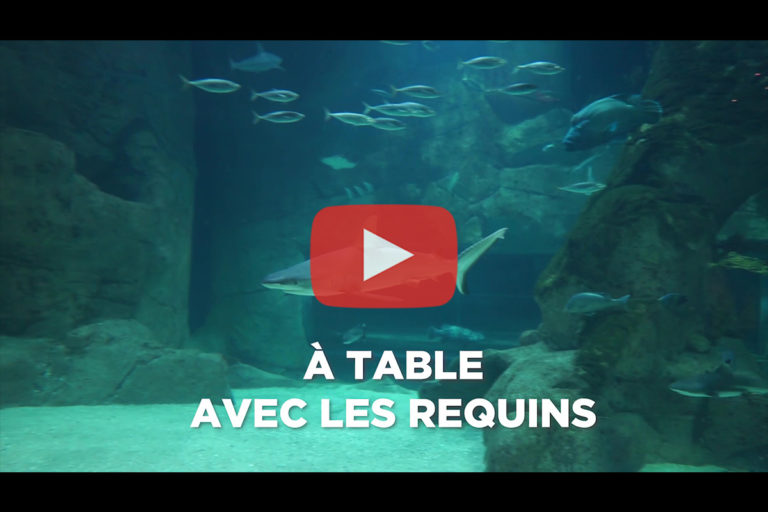 Lire la suite à propos de l’article Aquarium de Biarritz – Animation « A table avec les requins »