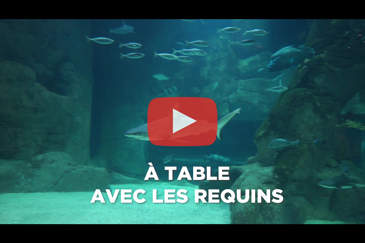 You are currently viewing Aquarium de Biarritz – Animation  « A table avec les requins »