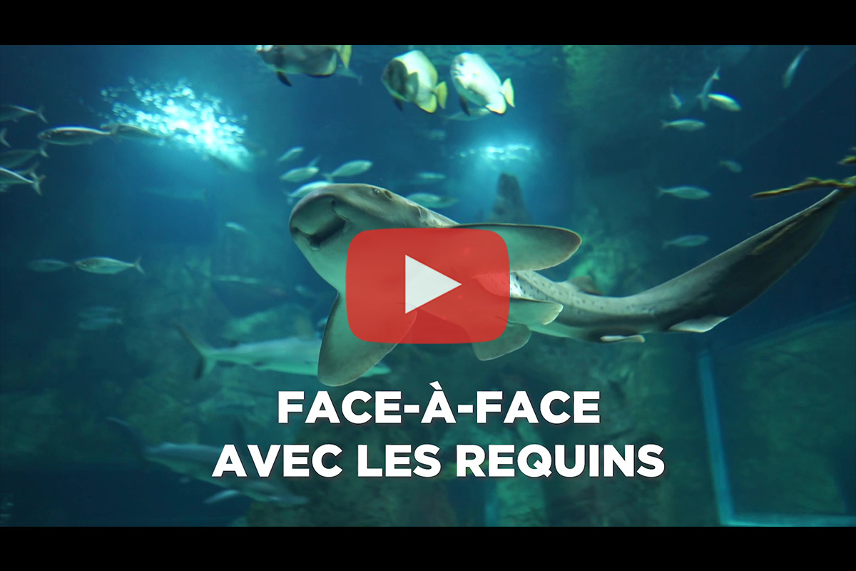 You are currently viewing Aquarium de Biarritz – Animation « Face-à-face avec les requins »