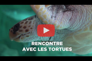 theo-cheval-video-2019-aquarium-biarritz-animation-tortues