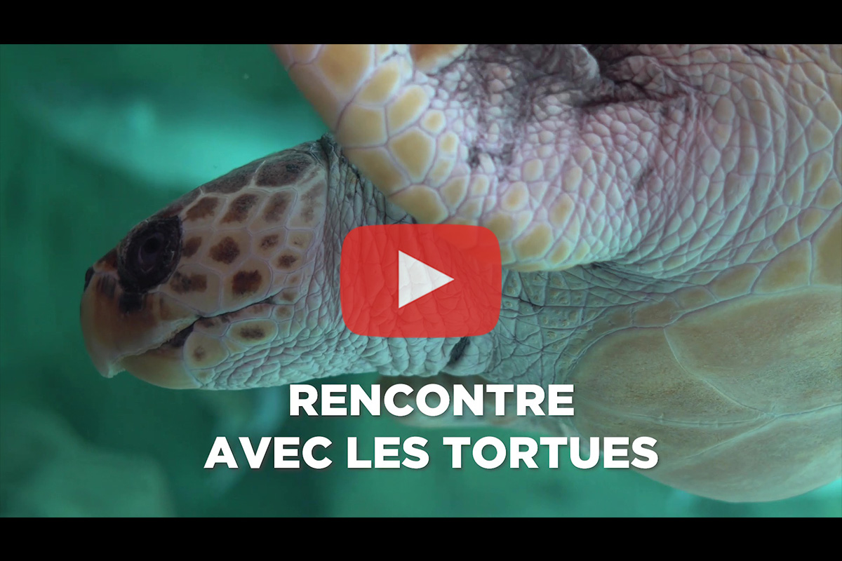 You are currently viewing Aquarium de Biarritz – Animation « Rencontre avec les tortues »