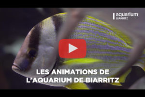 theo-cheval-video-2019-aquarium-biarritz-animations-vacancse