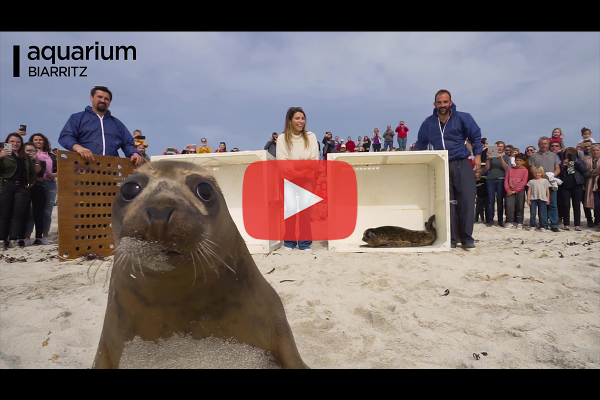 You are currently viewing Relâcher de phoques par l’Aquarium de Biarritz et Laury Thilleman