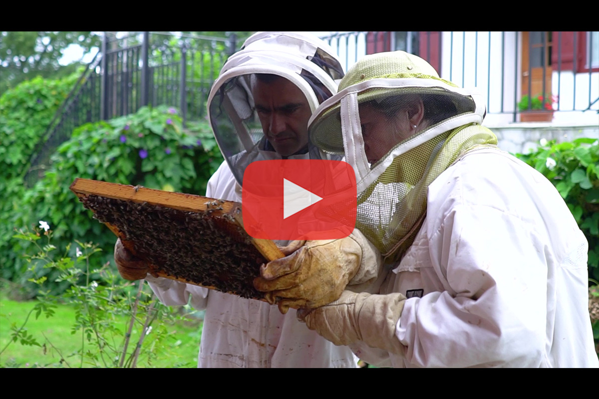 You are currently viewing Les ruches de Mikela à Ascain – avec The Eco Attitude