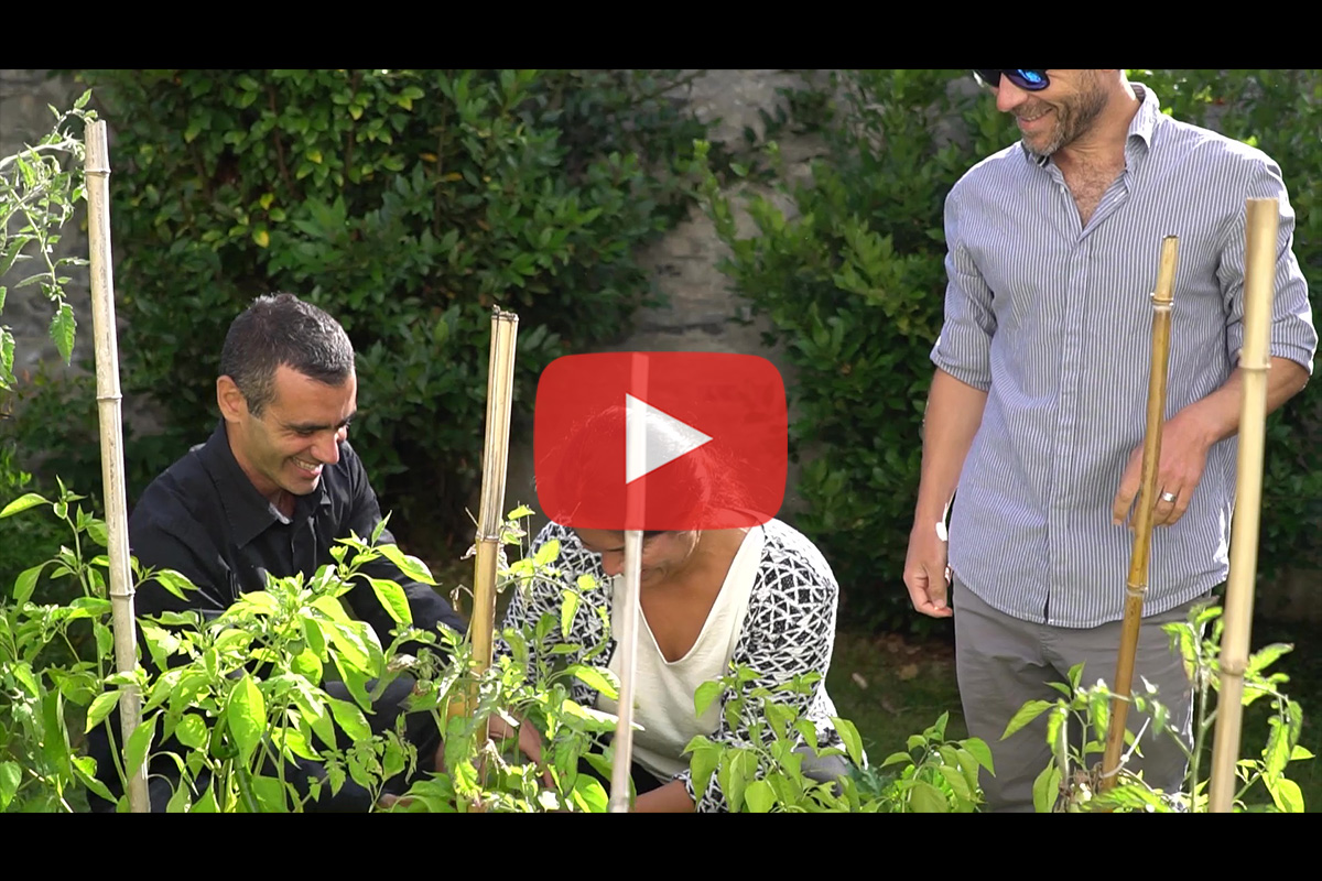 You are currently viewing Potager en entreprise avec The Eco Attitude – Témoignage