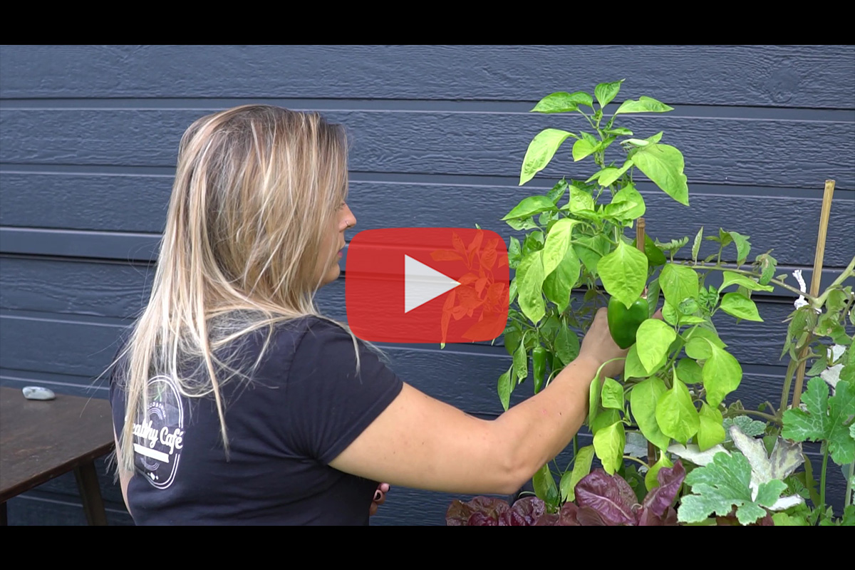 You are currently viewing Potager en restaurant avec The Eco Attitude – Témoignage