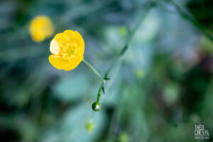 photographe-bayonne-parc-naturel-ansot-01