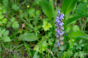 photographe-bayonne-parc-naturel-ansot-02