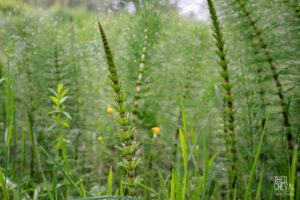 photographe-bayonne-parc-naturel-ansot-03