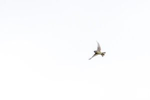 photographe-bayonne-parc-naturel-ansot-35