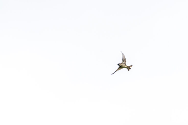 Oiseaux : Origami