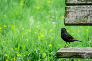 photographe-bayonne-parc-naturel-ansot-36