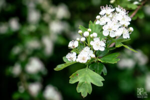 photographe-bayonne-parc-naturel-ansot-05