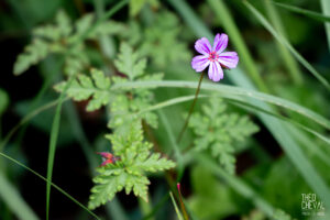 photographe-bayonne-parc-naturel-ansot-06