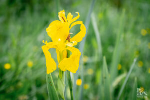 photographe-bayonne-parc-naturel-ansot-08