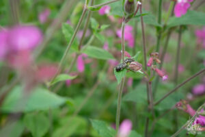photographe-bayonne-parc-naturel-ansot-09