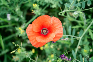 photographe-bayonne-parc-naturel-ansot-10