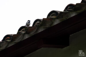 photographe-bayonne-parc-naturel-ansot-14