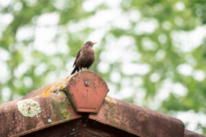 photographe-bayonne-parc-naturel-ansot-15