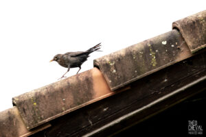 photographe-bayonne-parc-naturel-ansot-16