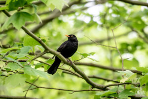 photographe-bayonne-parc-naturel-ansot-17