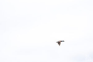 photographe-bayonne-parc-naturel-ansot-21