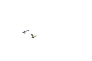 photographe-bayonne-parc-naturel-ansot-22