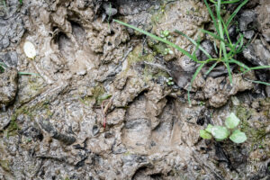 photographe-bayonne-parc-naturel-ansot-26