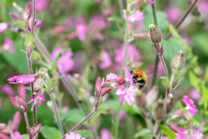 photographe-bayonne-parc-naturel-ansot-31