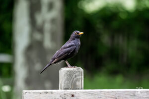photographe-bayonne-parc-naturel-ansot-33