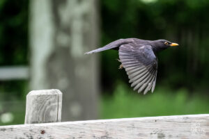 photographe-bayonne-parc-naturel-ansot-34