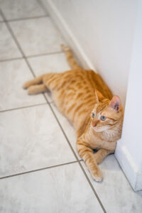 photographe-portrait-chat-biarritz-01