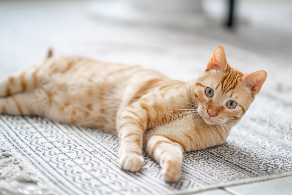 Lire la suite à propos de l’article Portrait de chat : Zonza