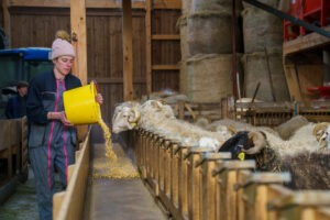 © Théo Cheval _ Tournée Bon Béarnais & Basque _ BD _ 173