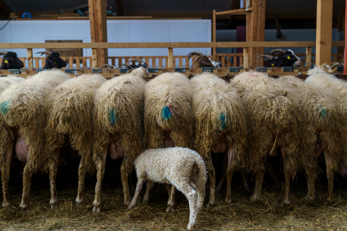 Vous consultez actuellement Salon de l&rsquo;Agriculture / Département 64
