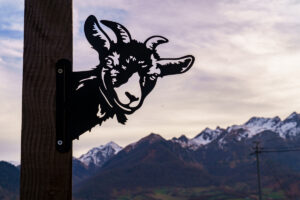 © Théo Cheval _ Tournée Bon Béarnais & Basque _ BD _ 220